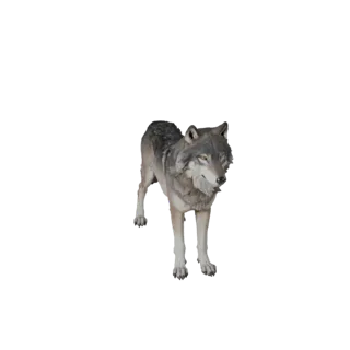 Высокополигональная 3D модель серого волка - Детальный STL ресурс для печати