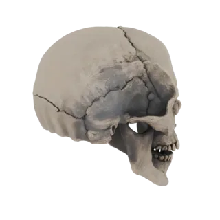 Вид сбоку детализированной 3D модели человеческого черепа, показывающий швы и зубы.