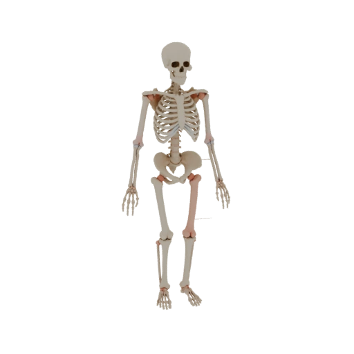 Joint Skeleton 3D Asset for AR, WebGL and Browsers