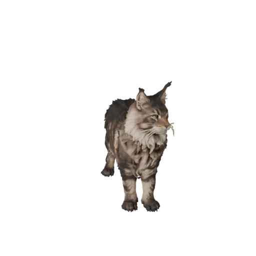 3D модель Мейн-куна, вид сбоку игровой камеры, готовый для Unity ассет животного с балансом позы, анатомическими подсказками,