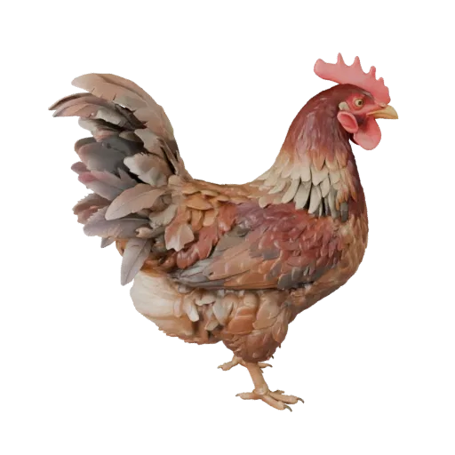 3D модель курицы, вид сбоку рендер дикой природы, готовый для Blender актив животного с профилем клюва, слоистым оперением, к