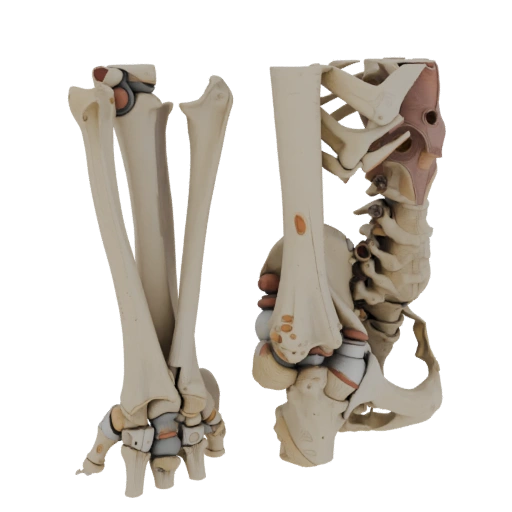Joint Skeleton 3D Hero Render Asset for Studio Use