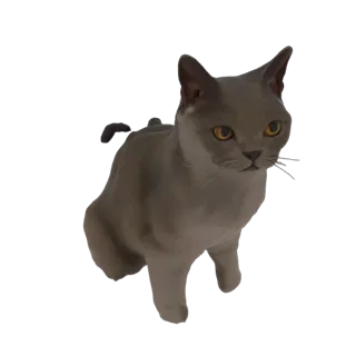 Бурманская кошка 3D Модель