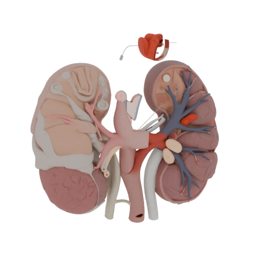 Vascular Kidney 3D Asset for Engineering Sim Studios
