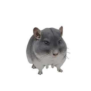 3D модель шиншиллы