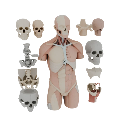 Human Torso Anatomy Kit 3D Asset for Home Printers