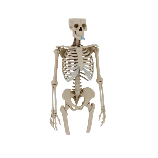 Printable Joint Skeleton 3D Asset for FDM Printers