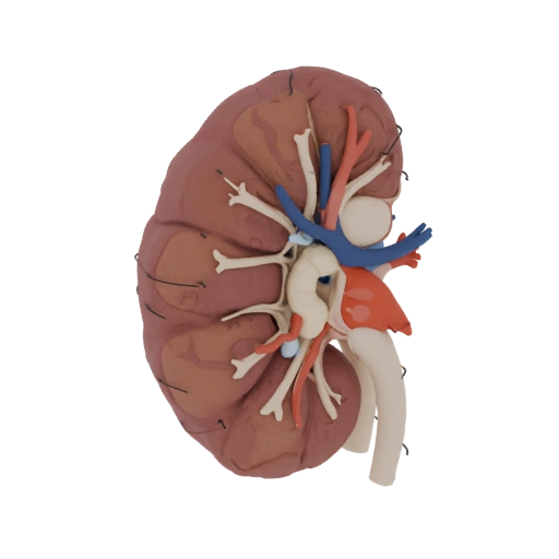 Vascular Kidney 3D Browser Asset for AR Online Use