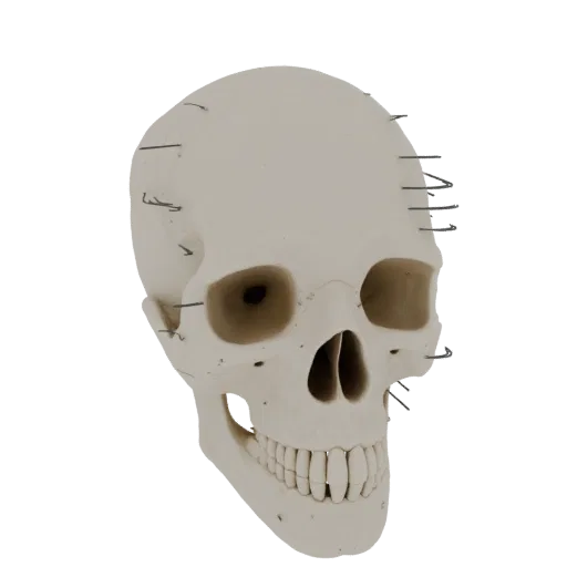 Кости черепа руки Печатная 3D-модель, изометрический рендер STL, показывающий поверхности костей, анатомические ориентиры.