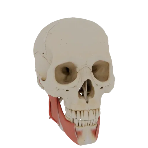 3D модель черепа человека с выделенными мышцами лица, демонстрирующая девиацию нижней челюсти вправо при открывании рта.