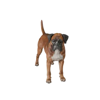 Реалистичная 3D модель боксера - rigged PBR ассет для игр | PBR