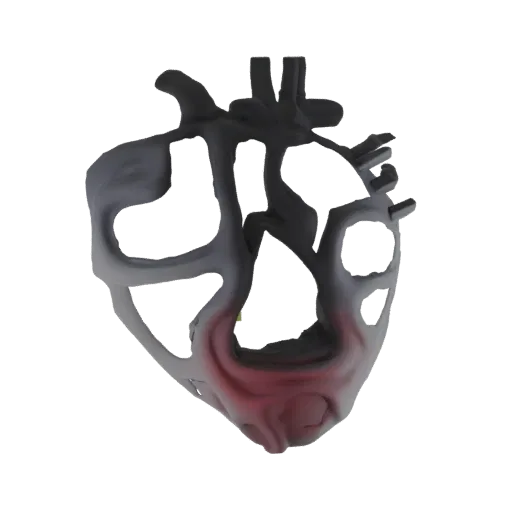 3D модель анатомического сердца с красным градиентом у основания и темной, замысловатой верхней структурой на белом фоне.
