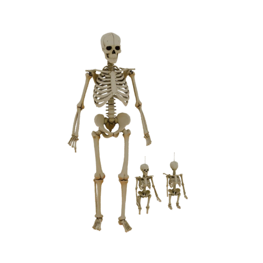 Full Body Hand Bones 3D Asset for AR Browser Pages