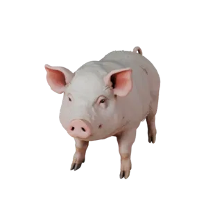 3D модель свиньи для Unity - Готовый игровой ассет, FBX | Бесплатно