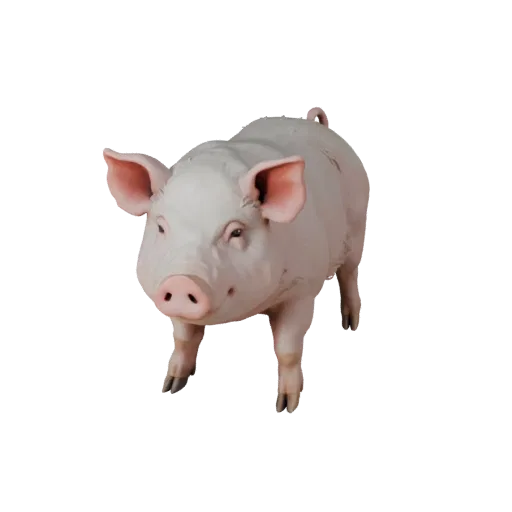 3D модель свиньи, вид сбоку игровой камеры, готовый для Unity ассет животного с балансом позы, анатомическими подсказками, зо