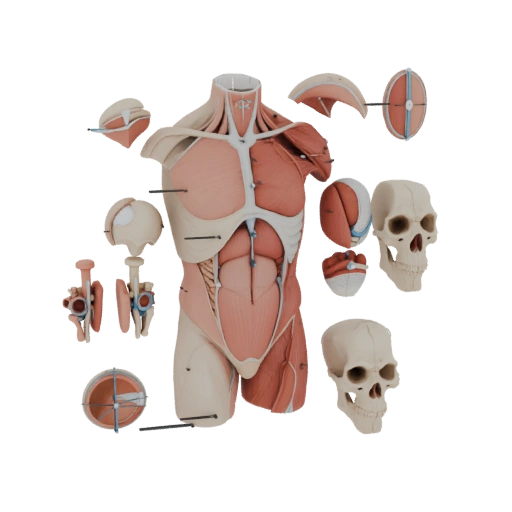 Sectioned Torso Anatomy Kit 3D Asset for Simulation