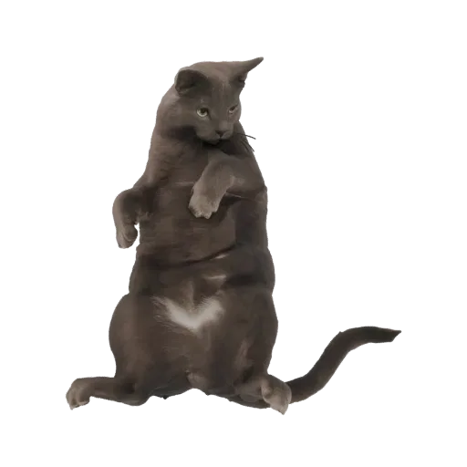 3D модель серого кота, стоящего вертикально на задних лапах, смотрящего в сторону с приподнятыми передними лапами.