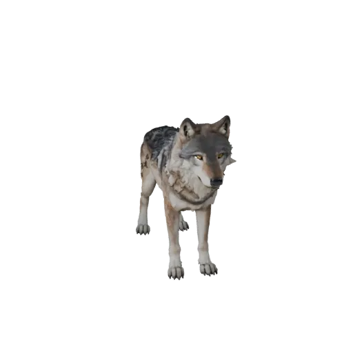 3D модель Серого волка, вид сбоку игровой камеры, готовый для Unity ассет животного с направлением шерсти, массой груди, стру