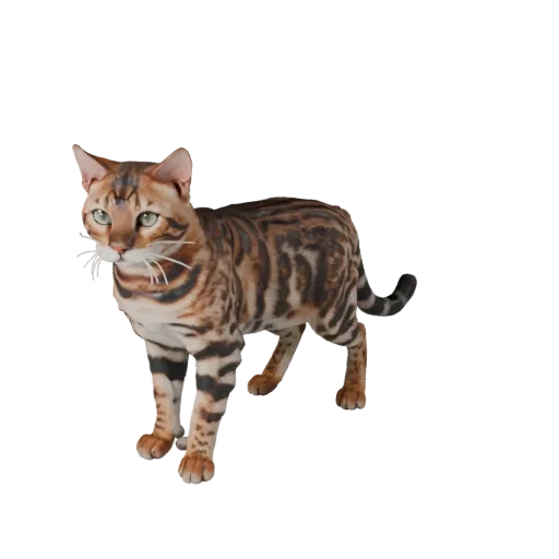 Реалистичная 3D модель бенгальского кота, вид сбоку, рендер дикой природы, готовый к анимации ассет животного с кошачьей подв