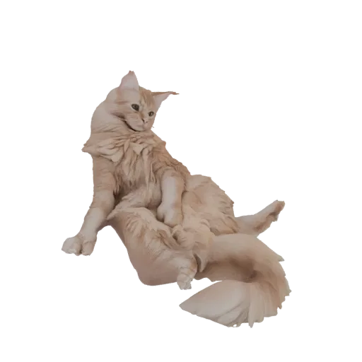 3D модель пушистого рыжего кота сидит, хвост свернут, смотрит в сторону.