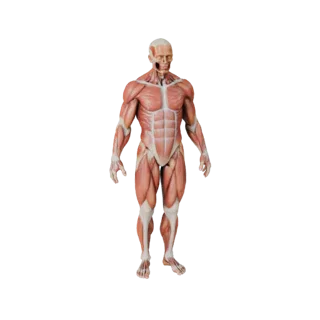 Набор 3D-моделей анатомии человека для казуальных игр