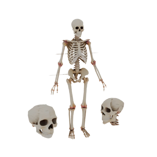 Full Body Skeleton 3D Classroom Asset for Lectures
