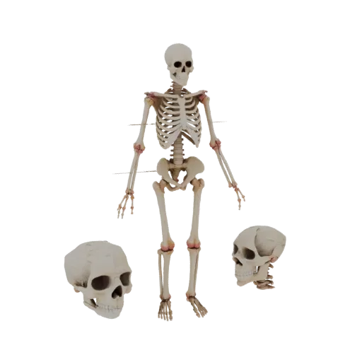 3D модель скелета человека для обучения, рендер с трех четвертей, показывающий поверхности костей, анатомические ориентиры.