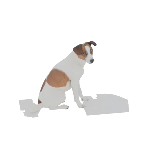 Рендер 3D-модели джек-рассел-терьера, сидящего, смотрящего вправо с коричнево-белой шерстью.
