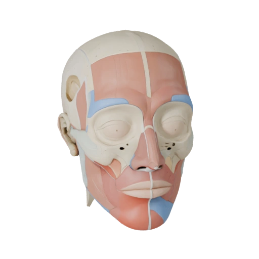 Modular Head Anatomy Kit 3D Asset for Casual Games