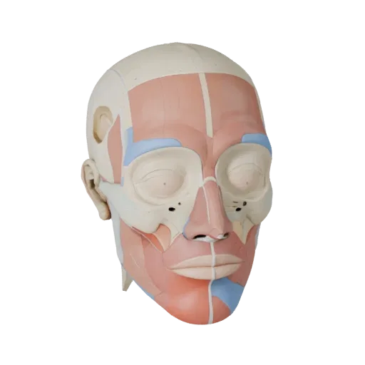 Стилизованная 3D-модель модульного набора анатомии головы, стилизованный изометрический рендер, показывающий нейтральные обра