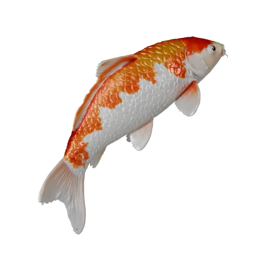 3D модель кои для Blender - PBR ресурс с текстурами | PBR