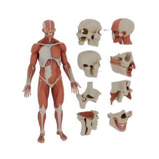 Набор Модульных Суставов для Анатомического Изучения 3D