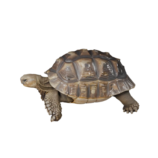 Реалистичная 3D модель пустынной черепахи - rigged PBR ассет для игр