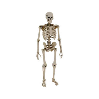 3D модель скелета человека с винтовым креплением
