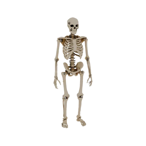 3D модель скелета человека с винтовым креплением, демонстрирующая анатомическую точность и подвижные суставы