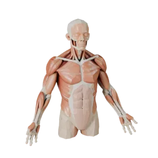 Низкополигональный набор анатомии мышц с разрезами 3D игровой ассет
