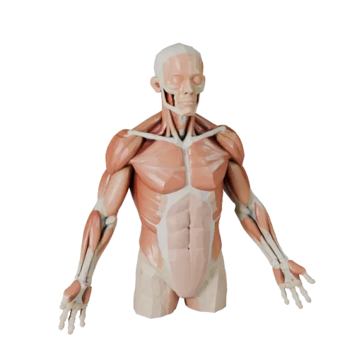 3D-модель набора анатомии мышц с разрезами, вид в игровом окне в три четверти, демонстрирующий детализацию материалов и масшт