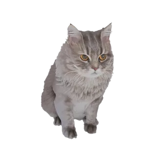 3D модель пушистого сибирского кота, сидящего, смотрящего вперед янтарными глазами с мягкой серой шерстью.