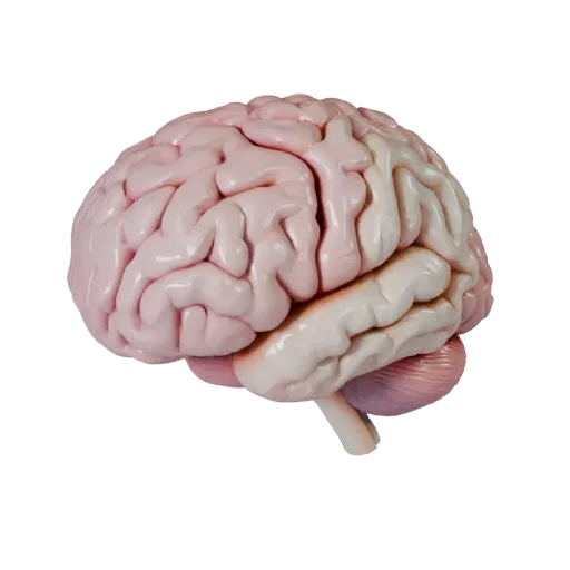 Стилизованная 3D-модель Обучающий Мозг, стилизованный изометрический рендер, показывающий цвета мягких тканей, силуэт органа.