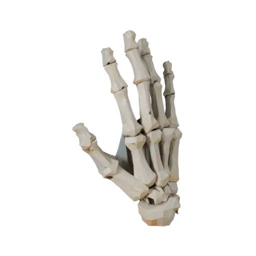 Низкополигональная 3D модель костей руки и черепа, вид в игровом окне с трех четвертей, показывающий поверхности костей, скел