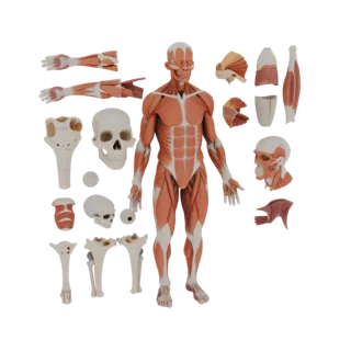 Набор анатомии мышц с разрезами, 3D-ресурс AR для WebGL
