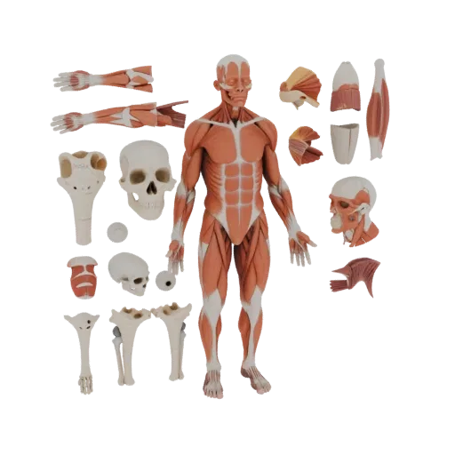 3D-модель Набора анатомии мышц с разрезами, вид три четверти спереди, рендер студии AR-просмотрщика, показывающий детали и ма
