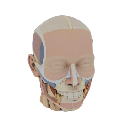 Печатаемая 3D-модель модульного набора анатомии головы, изометрический STL-рендер, показывающий нейтральные образовательные ц