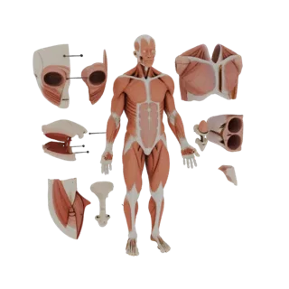 Модульный набор анатомии мышц 3D-модель для симуляции