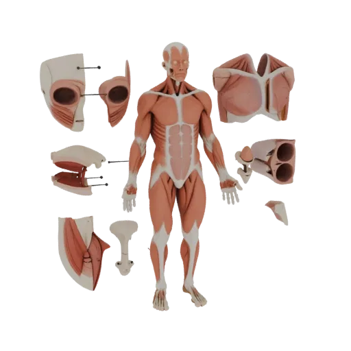 3D-модель модульного набора анатомии мышц, вид сбоку, технический рендер в видоискателе, показывающий детализацию материалов