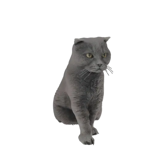 3D модель серой Шотландской вислоухой кошки сидит, уши сложены вперед, взгляд немного в сторону.