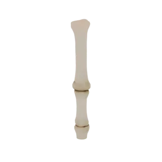 3D-модель проксимальной фаланги человека, отдельной кости пальца руки или ноги, показана в нейтральной позе на белом фоне.