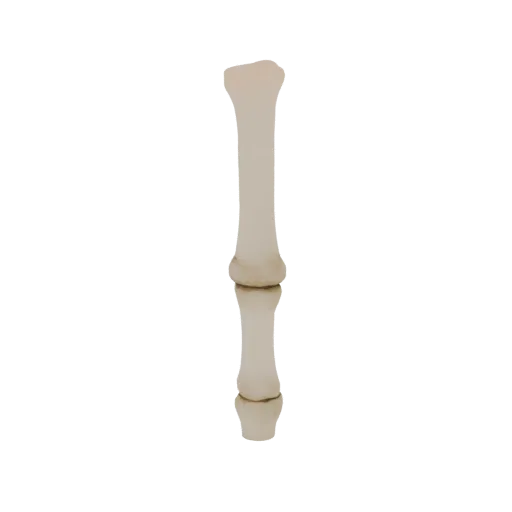 3D-модель проксимальной фаланги человека, отдельной кости пальца руки или ноги, показана в нейтральной позе на белом фоне.