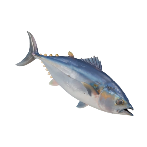 Реалистичный 3D Тунец - Rigged PBR Ассет для Игр | Бесплатно