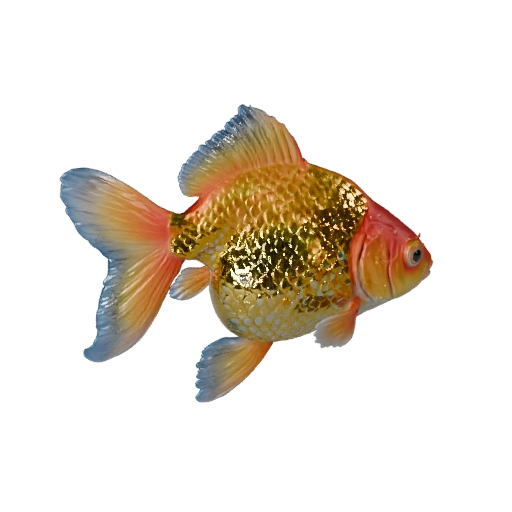 3D модель золотой рыбки для Blender - PBR ресурс с текстурами | PBR